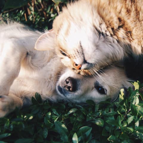 33 Cool Facts About Dogs And Cats