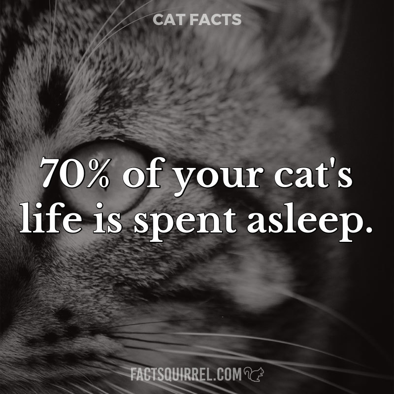 70% of your cat’s life is spent asleep