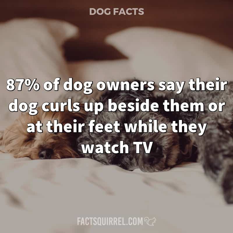 87% of dog owners say their dog curls up beside them or at their feet