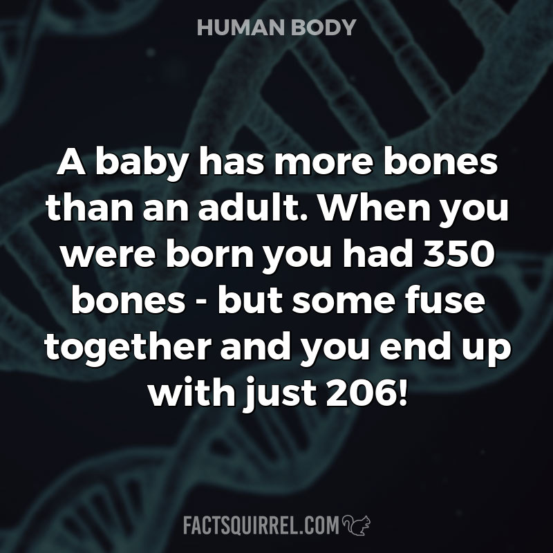 A baby has more bones than an adult. When you were born you had 350