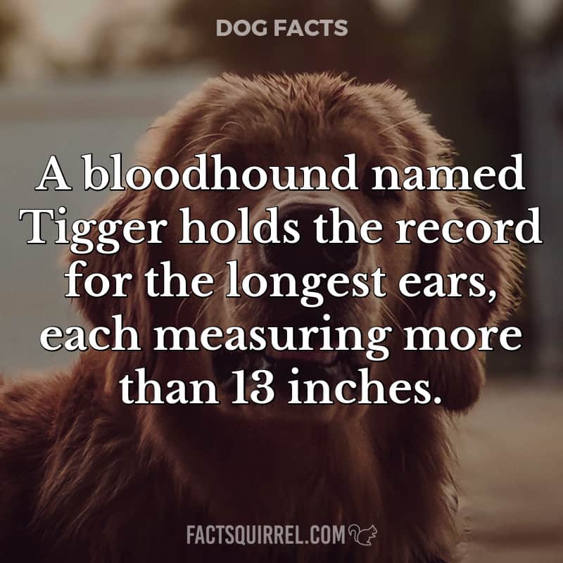 A bloodhound named Tigger holds the record for the longest ears, each