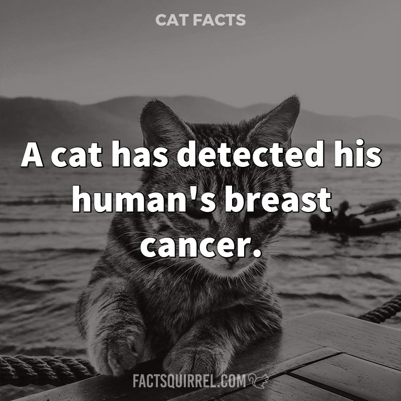 A cat has detected his human’s breast cancer