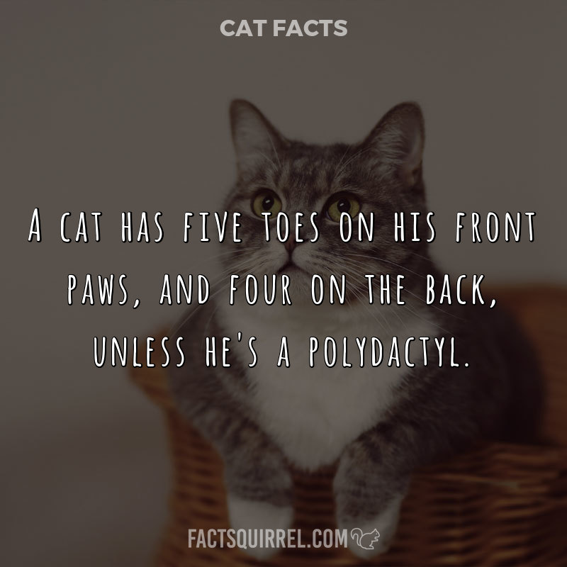 A cat has five toes on his front paws, and four on the back, unless he’s