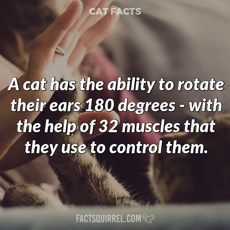 A cat has the ability to rotate their ears 180 degrees – with the help