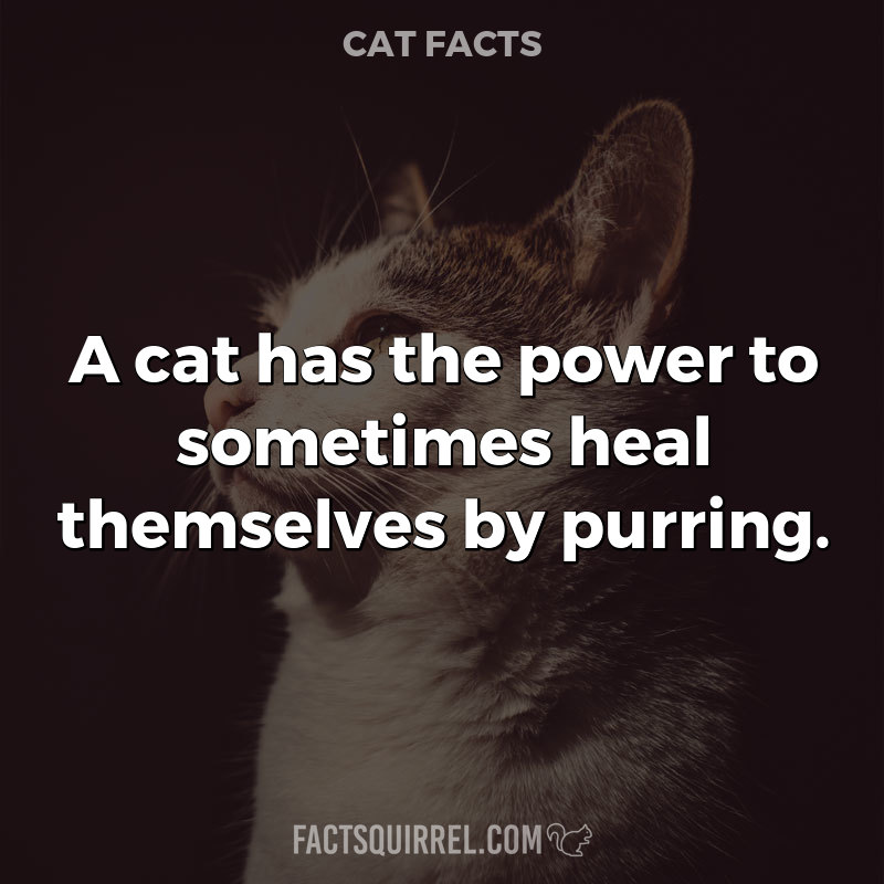 A cat has the power to sometimes heal themselves by purring
