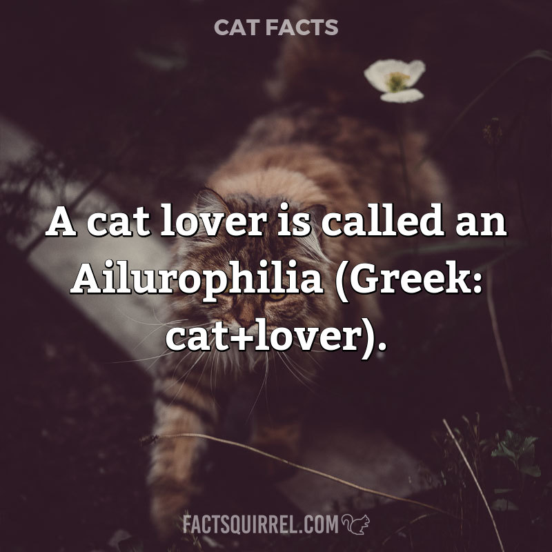 A cat lover is called an Ailurophilia (Greek: cat+lover)