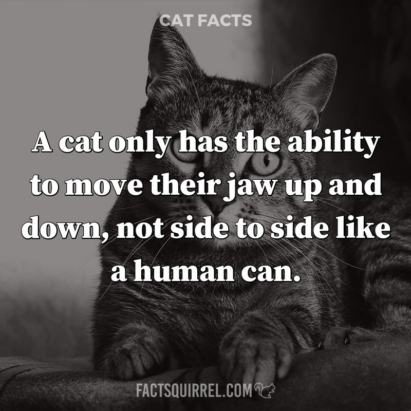 A cat only has the ability to move their jaw up and down, not side to