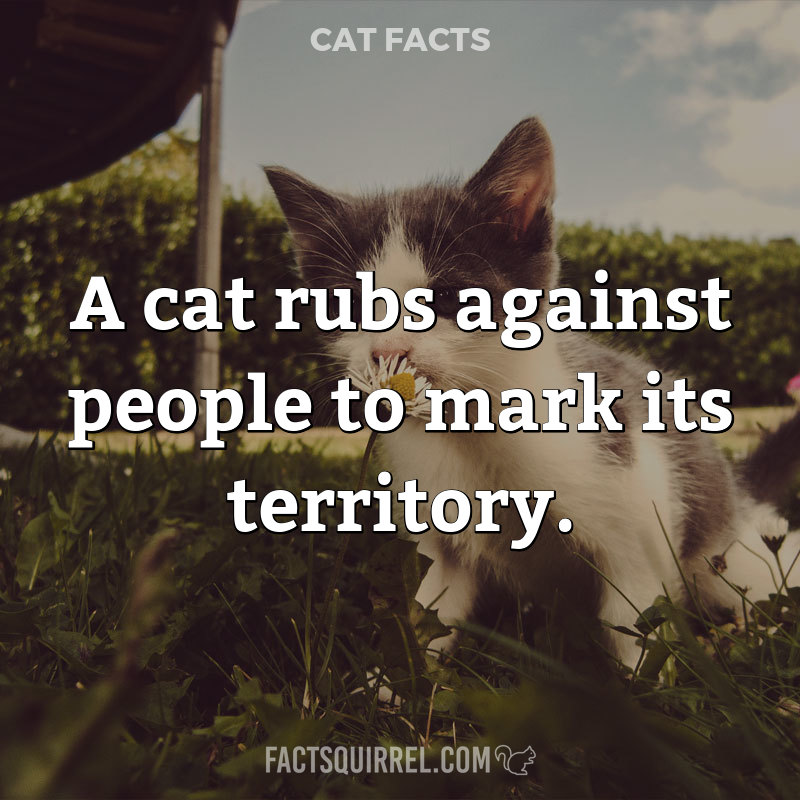 A cat rubs against people to mark its territory