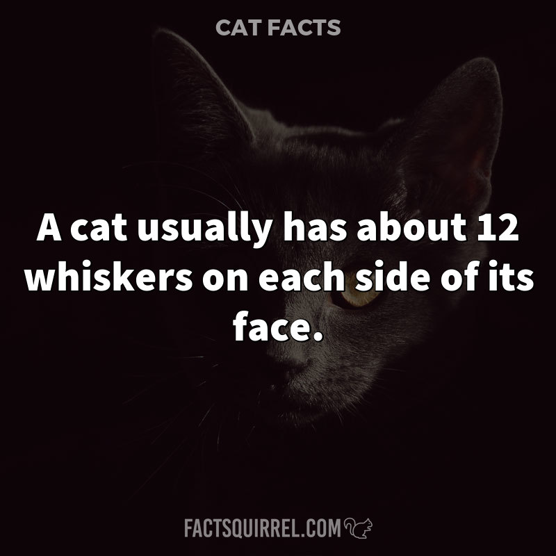 A cat usually has about 12 whiskers on each side of its face
