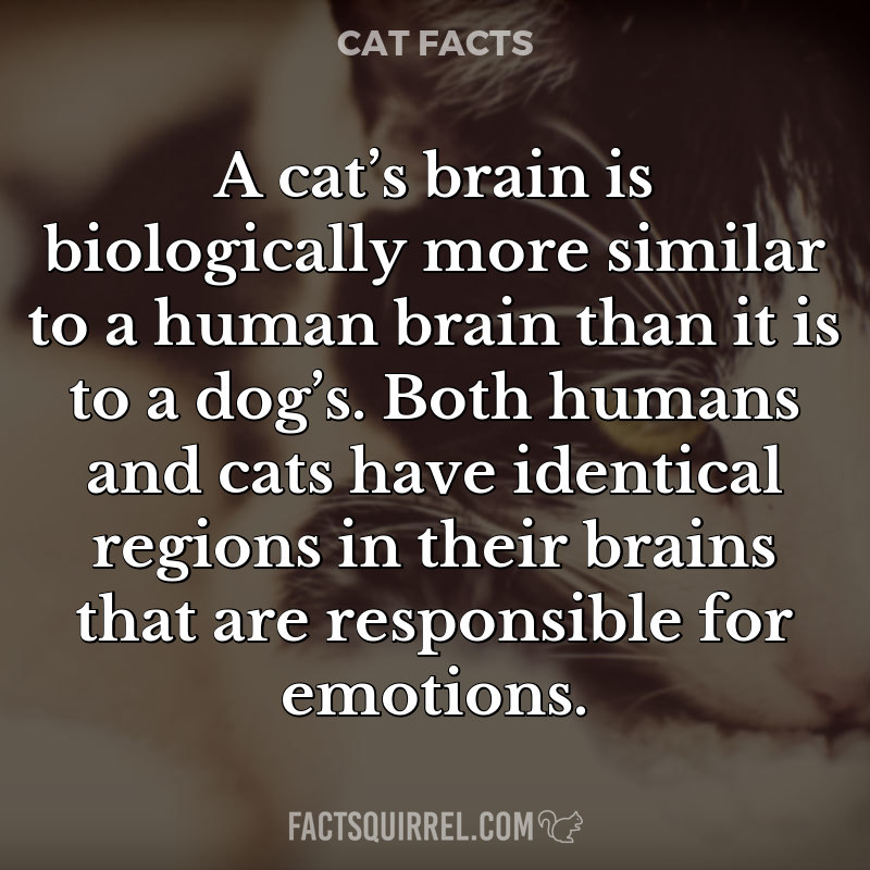 A cat’s brain is biologically more similar to a human brain than it is