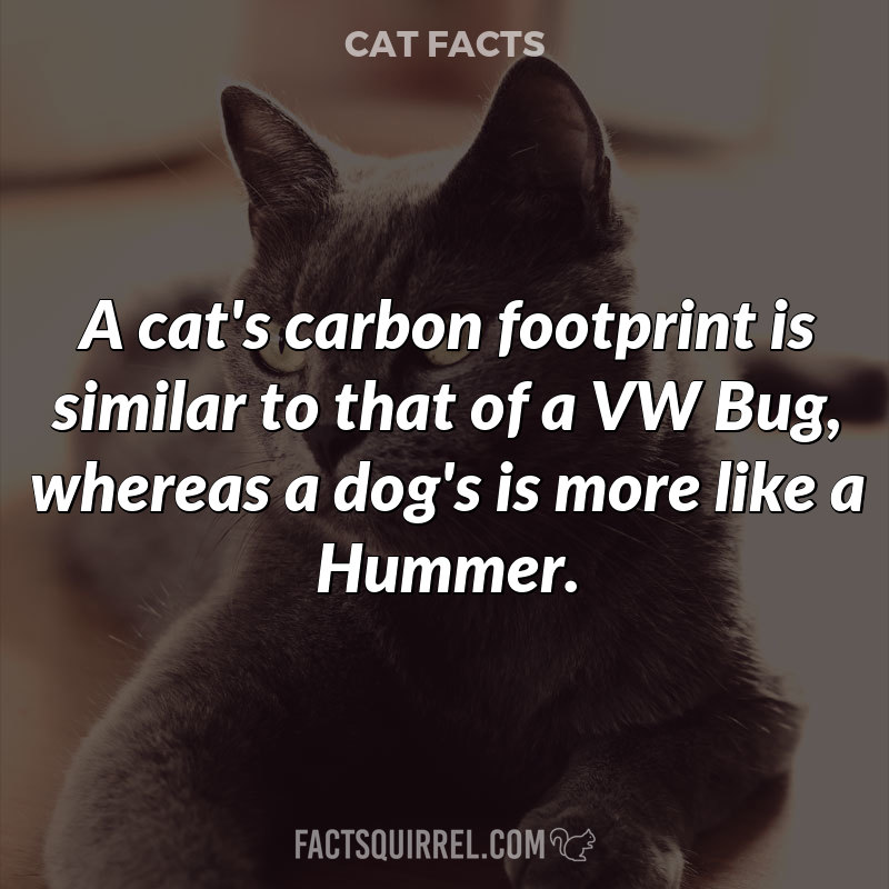A cat’s carbon footprint is similar to that of a VW Bug, whereas a dog’s