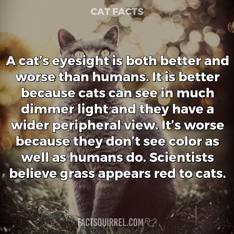 A cat’s eyesight is both better and worse than humans. It is better
