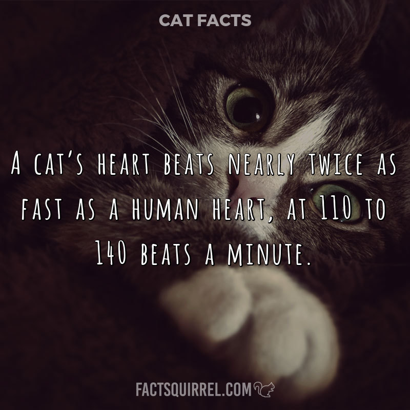 A cat’s heart beats nearly twice as fast as a human heart, at 110 to
