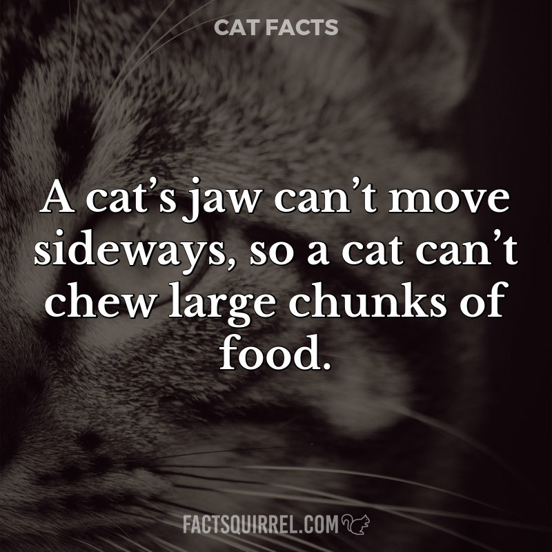 A cat’s jaw can’t move sideways, so a cat can’t chew large chunks