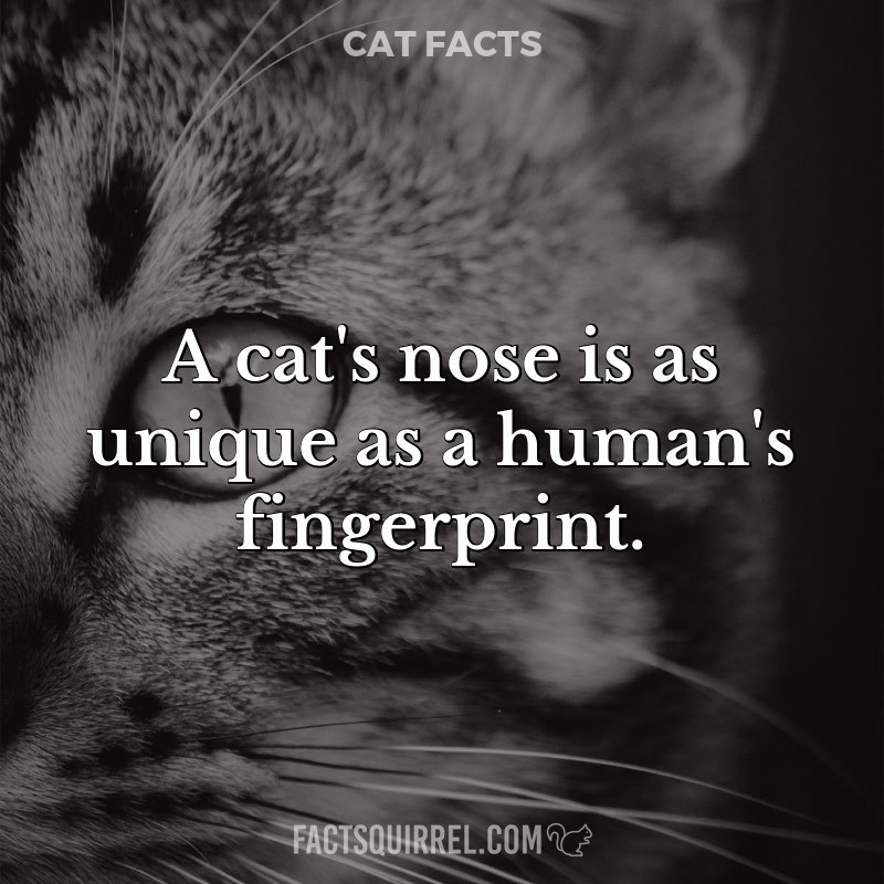 A cat’s nose is as unique as a human’s fingerprint