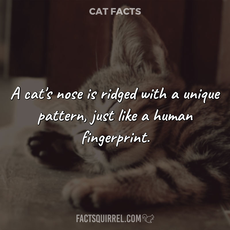 A cat’s nose is ridged with a unique pattern, just like a human