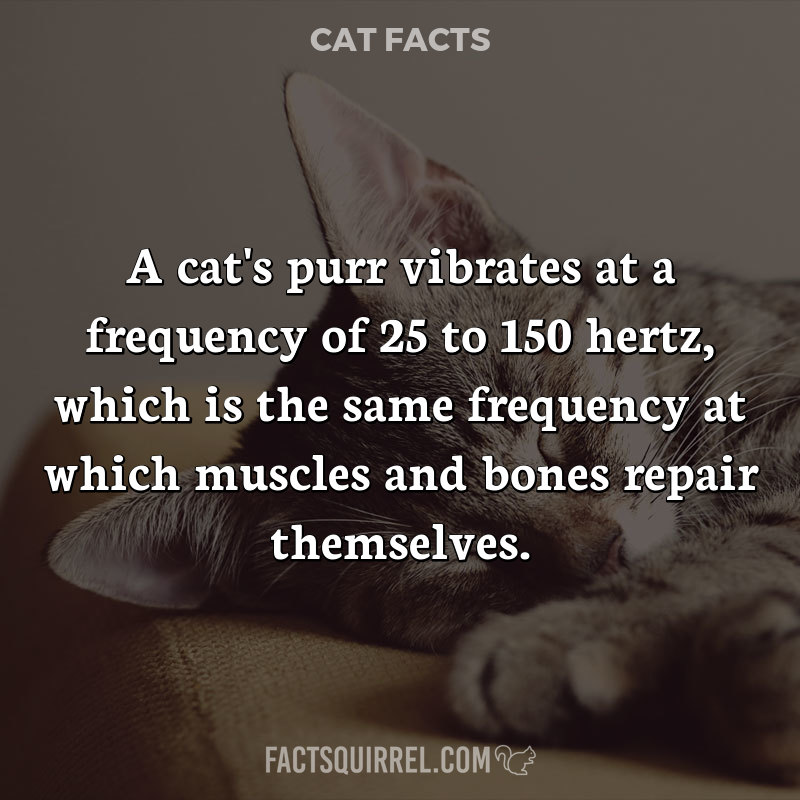A cat’s purr vibrates at a frequency of 25 to 150 hertz, which is the
