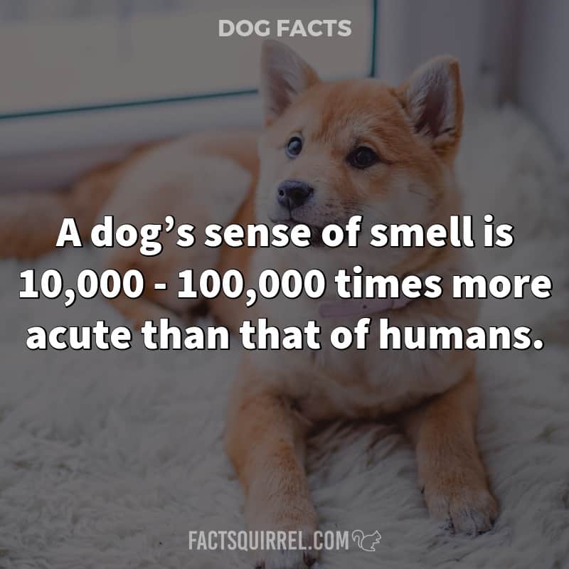 A dog’s sense of smell is 10,000 – 100,000 times more acute than that