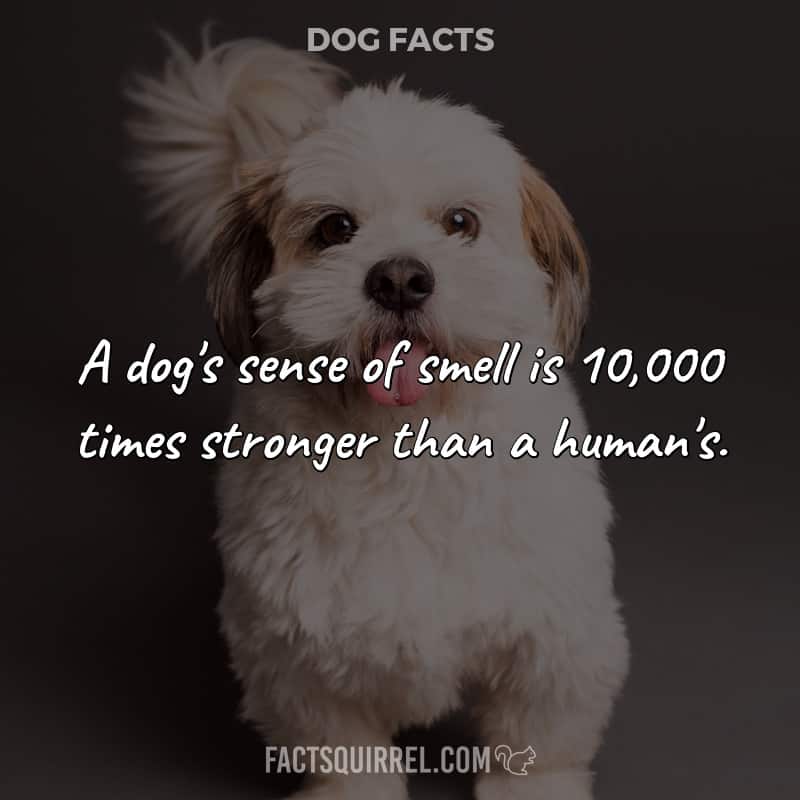 A dog’s sense of smell is 10,000 times stronger than a human’s