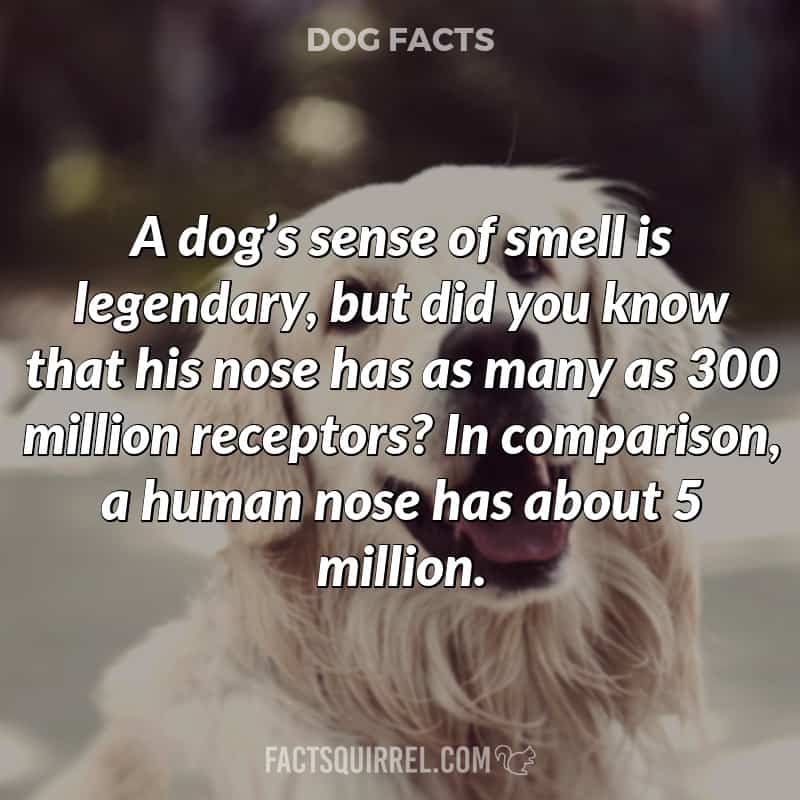 A dog’s sense of smell is legendary, but did you know that his nose