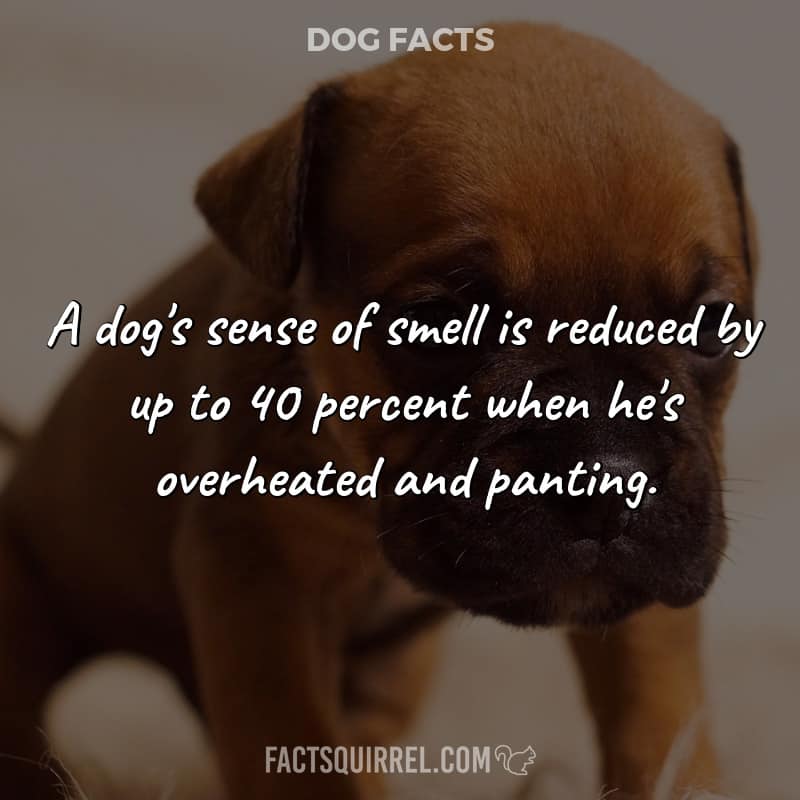 A dog’s sense of smell is reduced by up to 40 percent when he’s