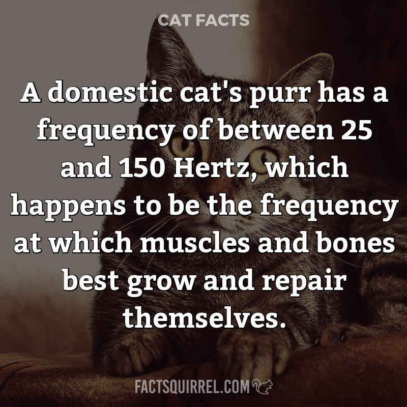 A domestic cat’s purr has a frequency of between 25 and 150 Hertz, which
