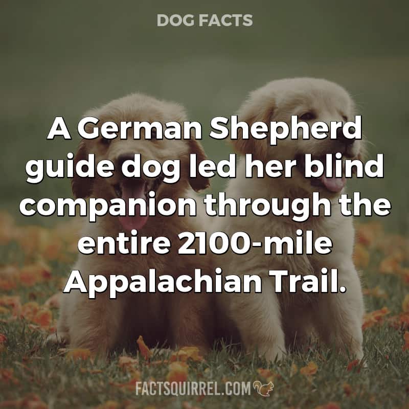 A German Shepherd guide dog led her blind companion through the entire