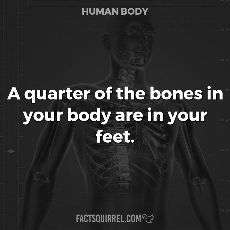 A quarter of the bones in your body are in your feet
