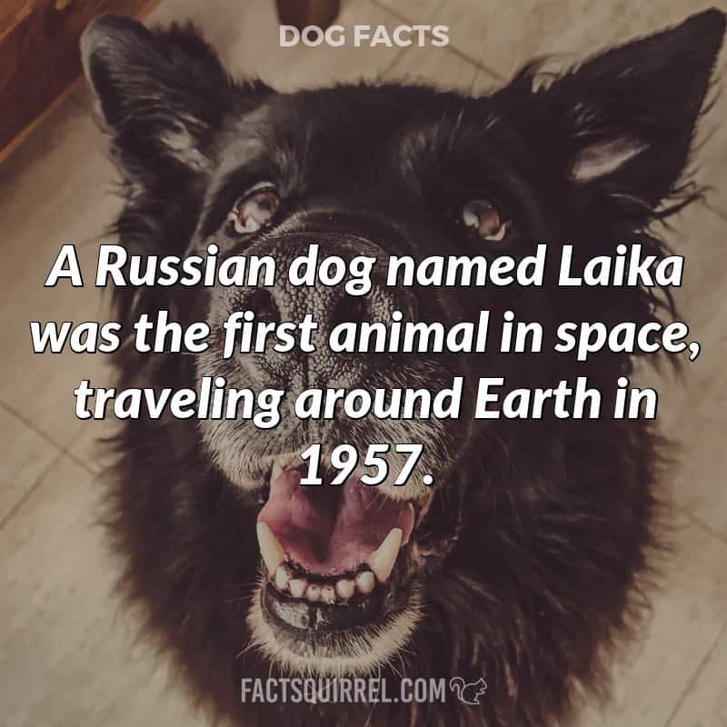 A Russian dog named Laika was the first animal in space, traveling