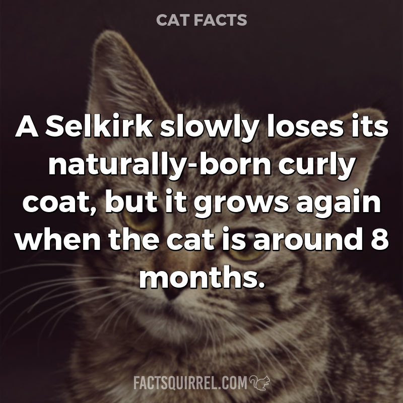 A Selkirk slowly loses its naturally-born curly coat, but it grows again