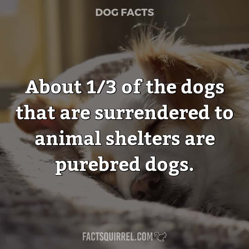 About 1/3 of the dogs that are surrendered to animal shelters are