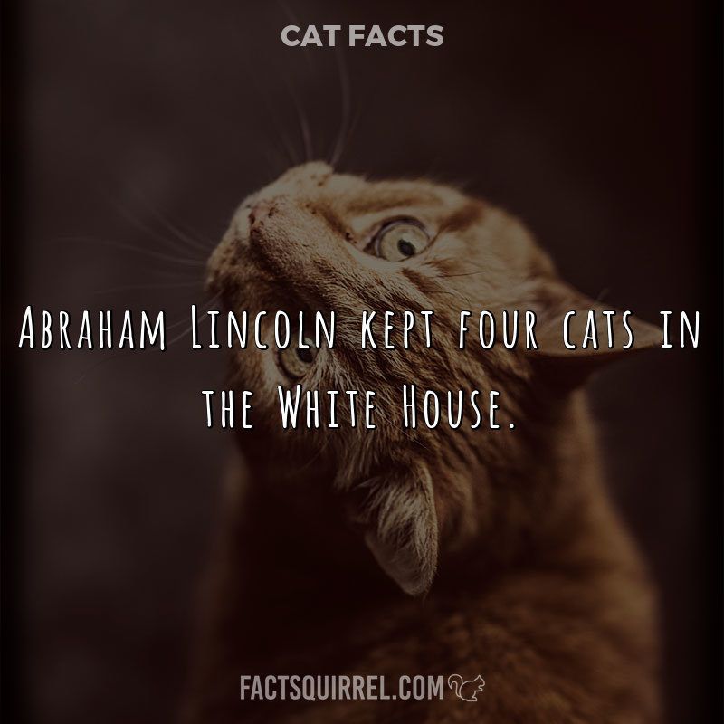 Abraham Lincoln kept four cats in the White House