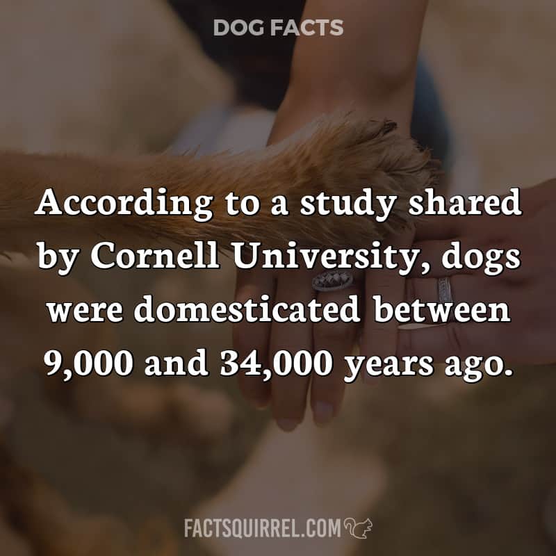 According to a study shared by Cornell University, dogs were