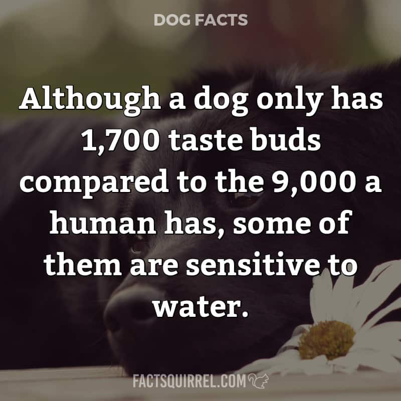 Although a dog only has 1,700 taste buds compared to the 9,000 a human