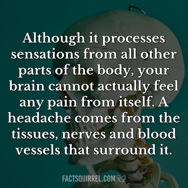 Although it processes sensations from all other parts of the body, your