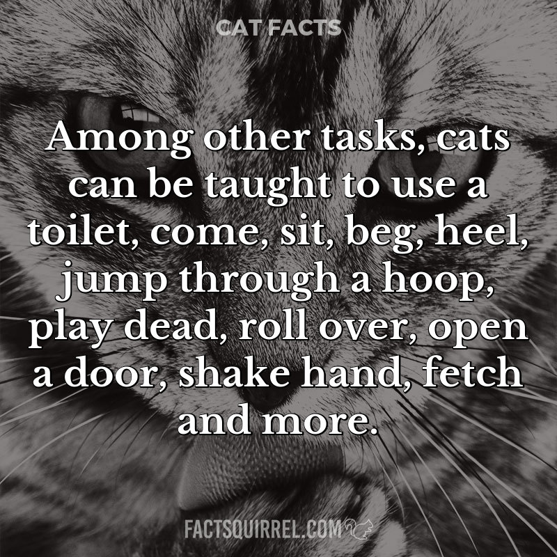 Among other tasks, cats can be taught to use a toilet, come, sit, beg,