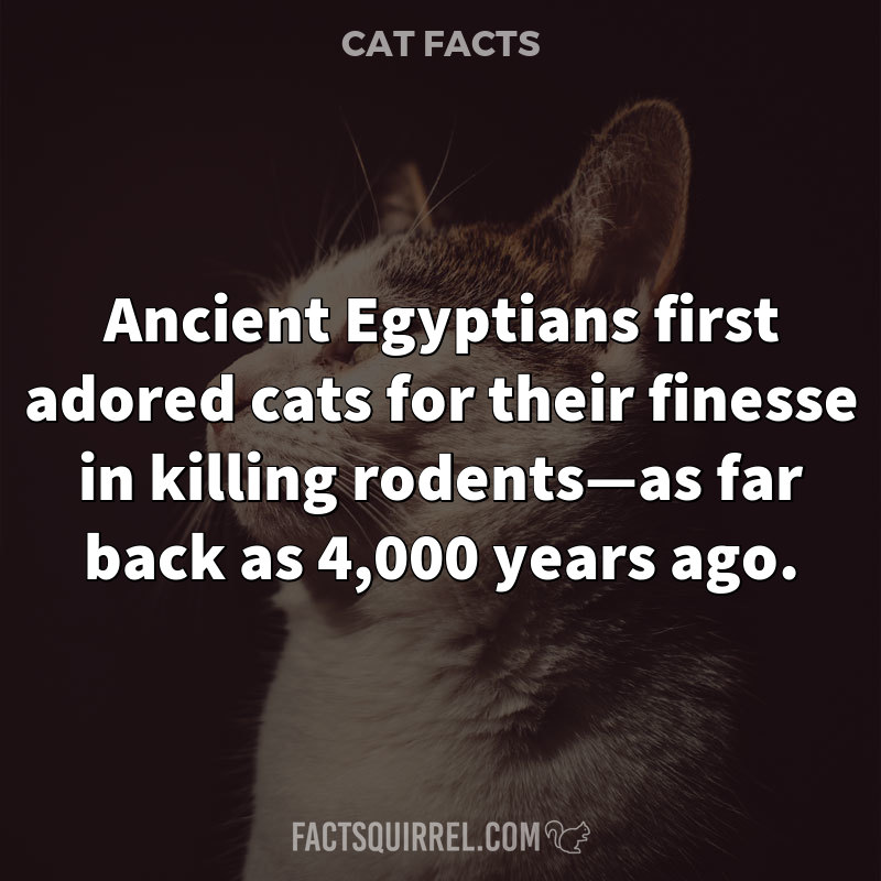 Ancient Egyptians first adored cats for their finesse in killing