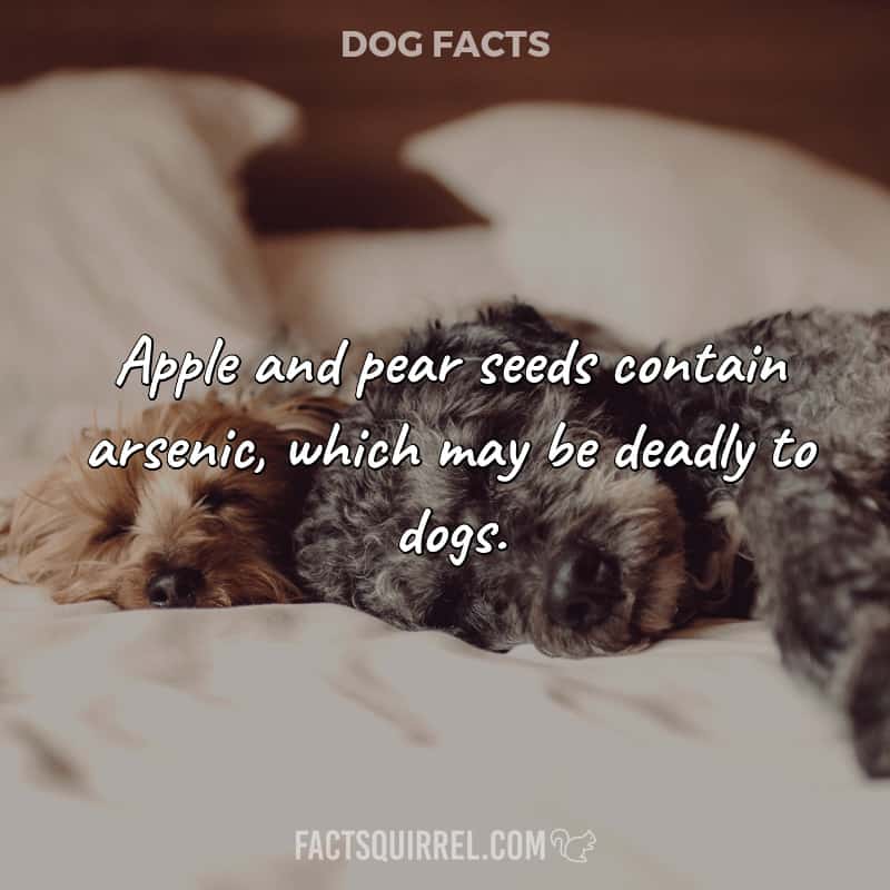 Apple and pear seeds contain arsenic, which may be deadly to dogs.