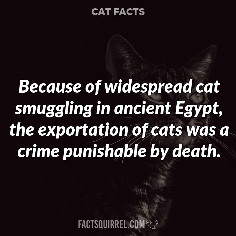 Because of widespread cat smuggling in ancient Egypt, the exportation of