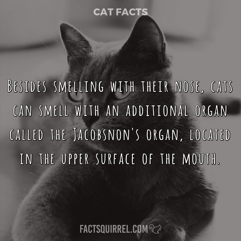 Besides smelling with their nose, cats can smell with an additional