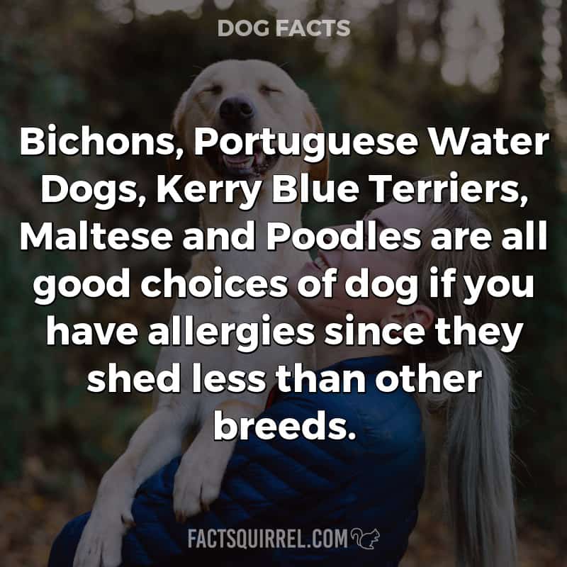 Bichons, Portuguese Water Dogs, Kerry Blue Terriers, Maltese and Poodles