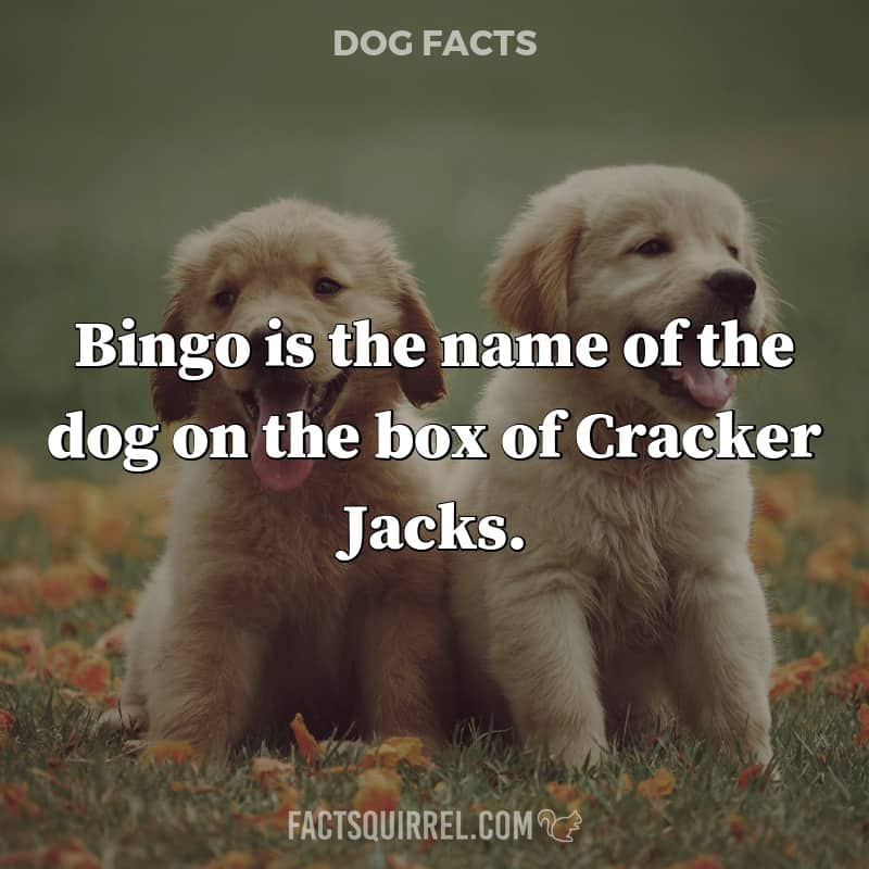 Bingo is the name of the dog on the box of Cracker Jacks