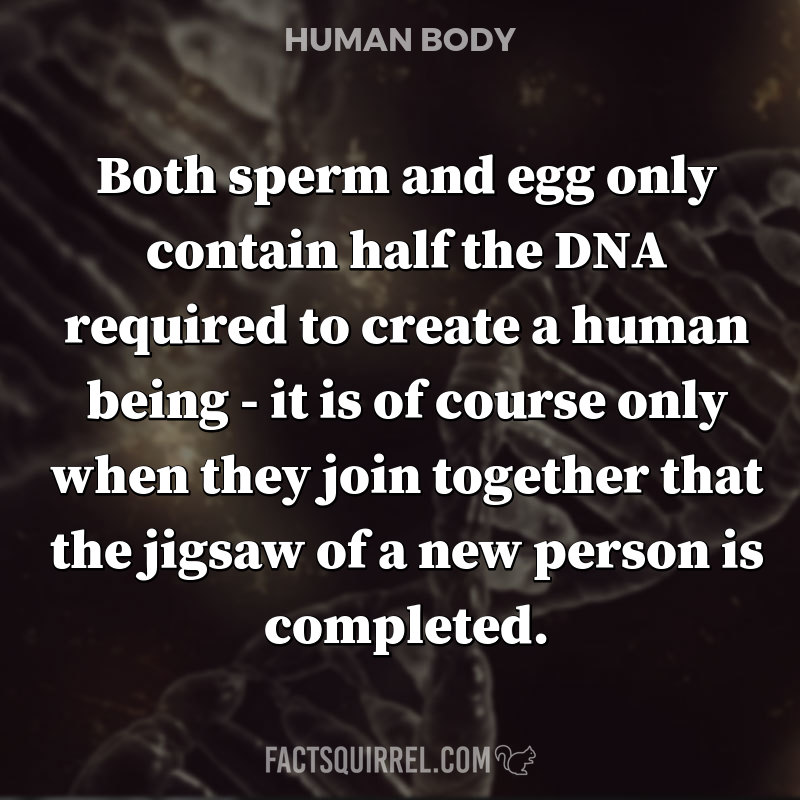 Both sperm and egg only contain half the DNA required to create a human