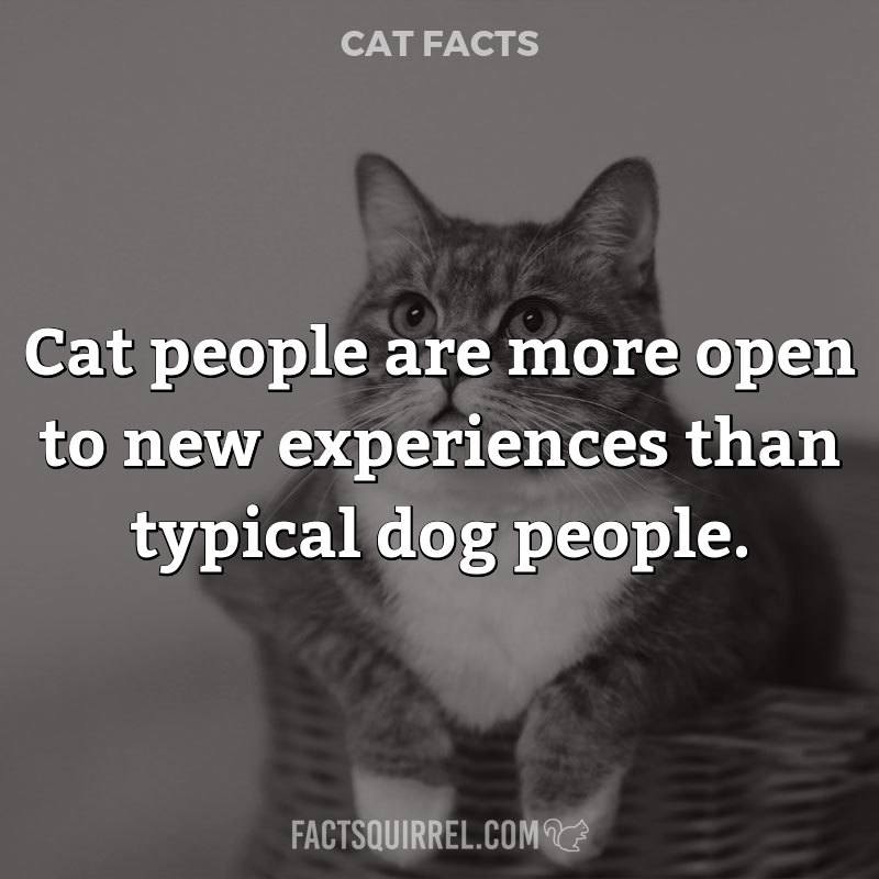 Cat people are more open to new experiences than typical dog people