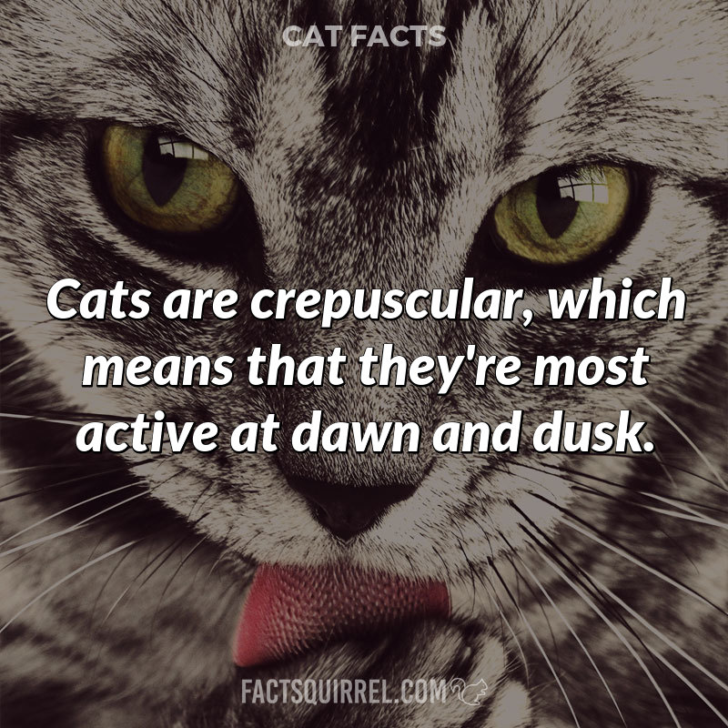 Cats are crepuscular, which means that they’re most active at dawn and