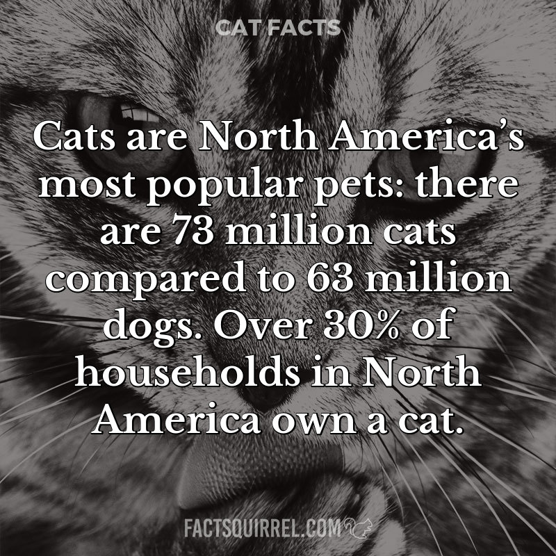 Cats are North America’s most popular pets: there are 73 million cats