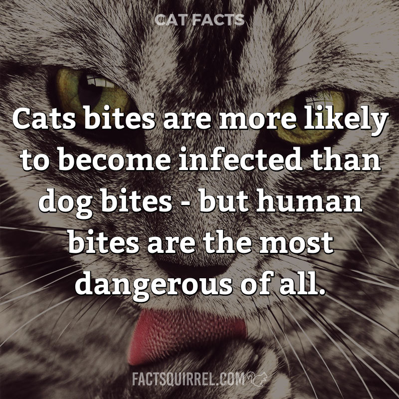 Cats bites are more likely to become infected than dog bites – but human