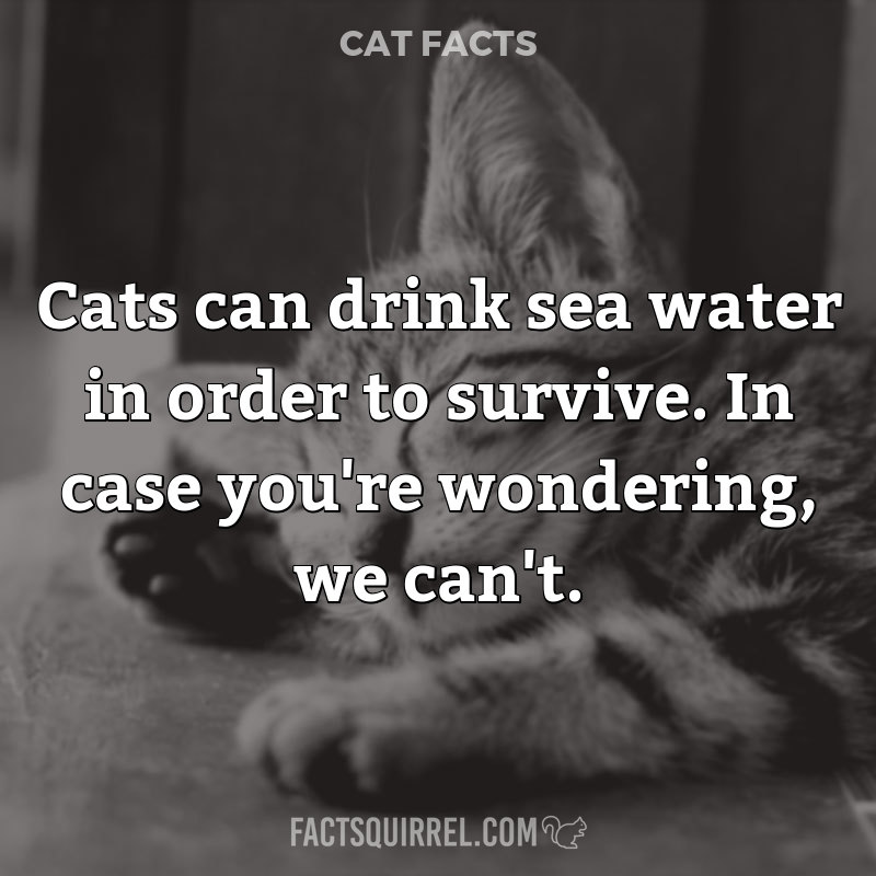 Cats can drink sea water in order to survive. In case you’re wondering,
