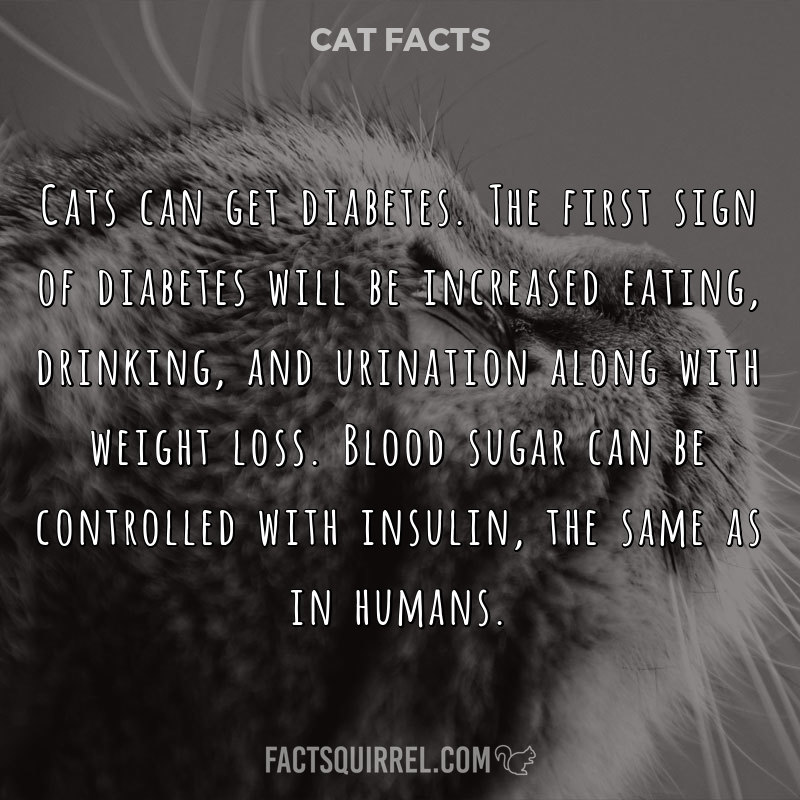 Cats can get diabetes. The first sign of diabetes will be increased