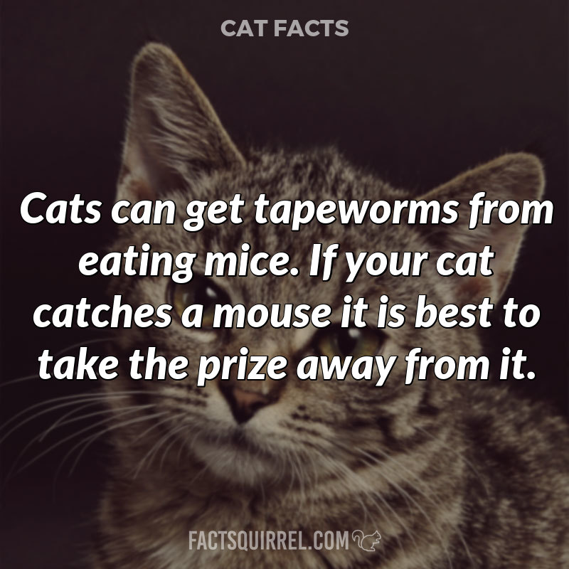 Cats can get tapeworms from eating mice. If your cat catches a mouse it